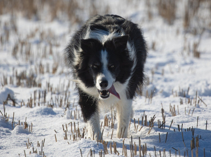 Come proteggere le zampe del cane da neve e ghiaccio.  Anche il sale antigelo può causare problemi