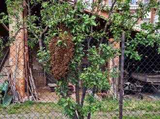 Rimosso lo sciame di api che spaventava i passanti in via Lombardore