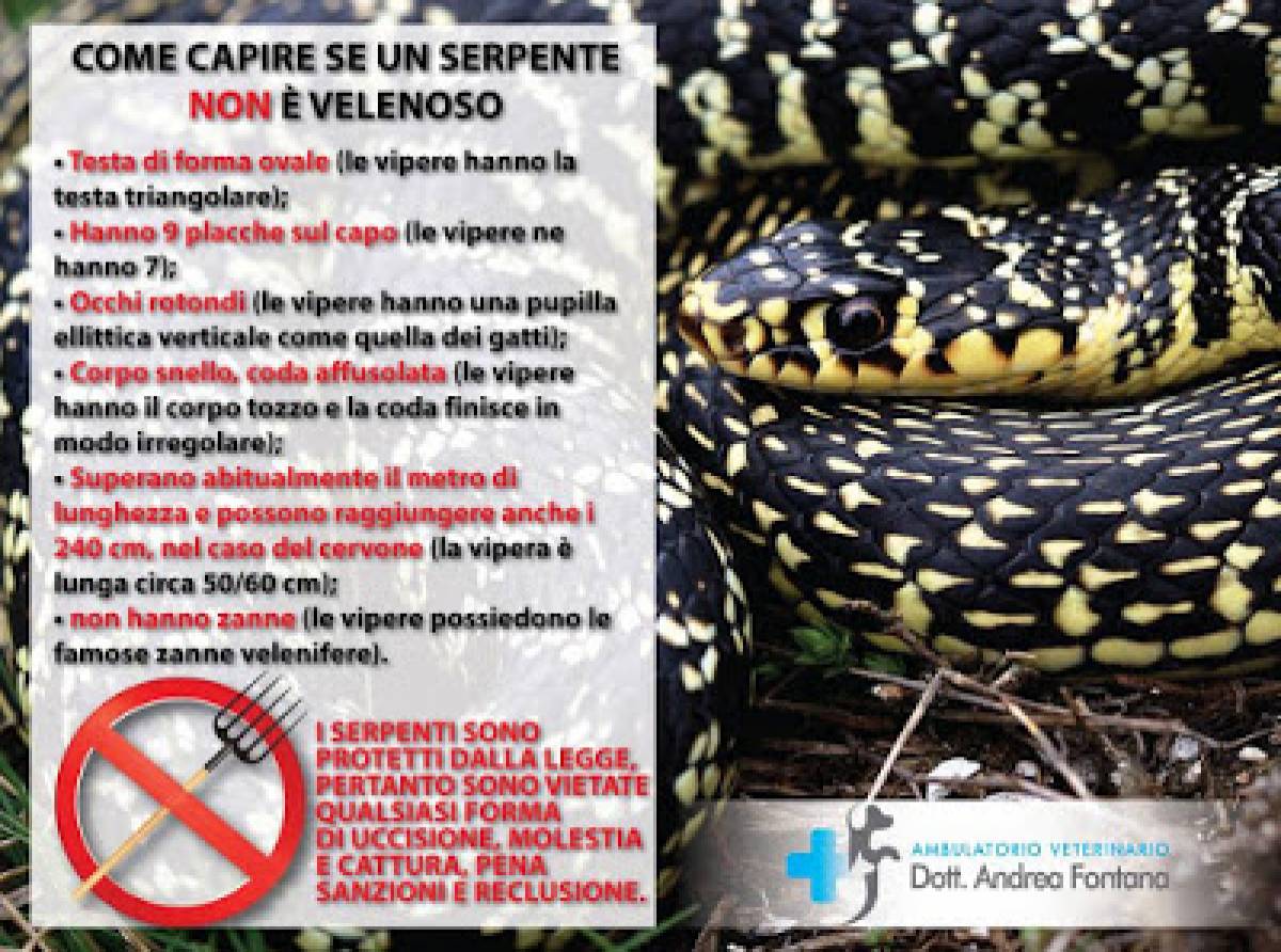Riconoscere vipere da serpenti innocui. La maggior parte delle specie in Italia sono innocue