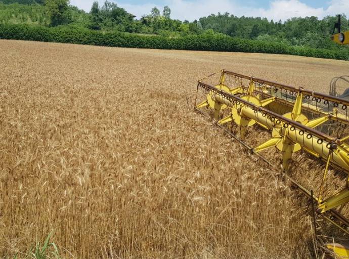 Emergenza climatica: tra siccità e grandinate, la provincia di Torino perde il 30% di produzione del grano
