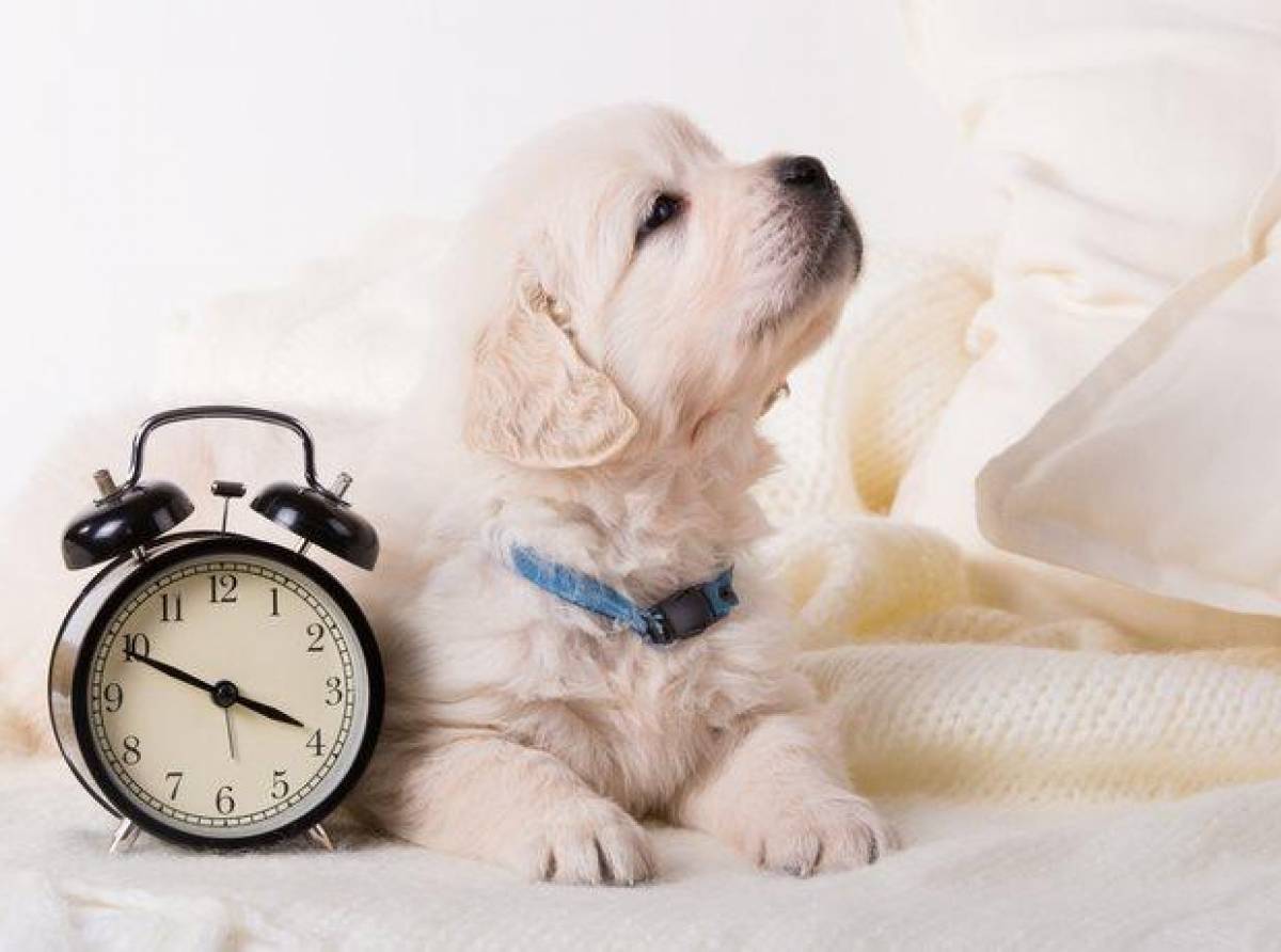 Il nostro cane percepisce il passare del tempo? Molto dipende dalle sue esperienze sensoriali
