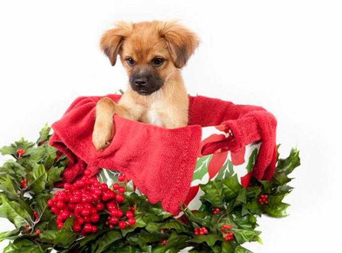 Stella di Natale,vischio e agrifoglio: pericolose per i nostri pet. Possono avere effetti gravi sulla salute di cani e gatti