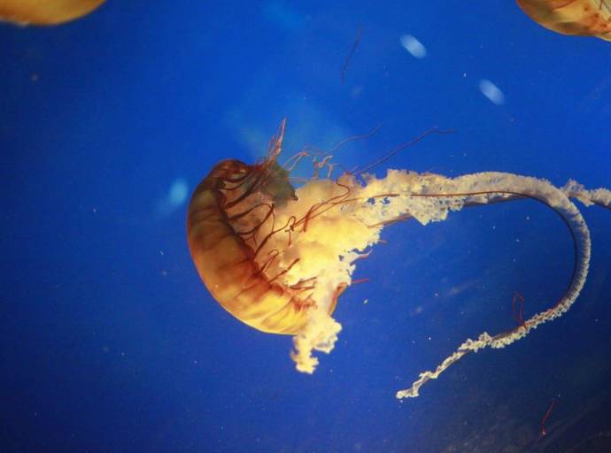 Puntura di medusa: le cose da fare o da non fare. Causa dolore bruciante, orticaria e gonfiore
