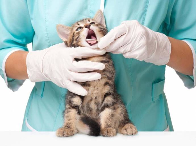 Cani e gatti possono avere mal di denti? Come riconoscere i sintomi e curarli