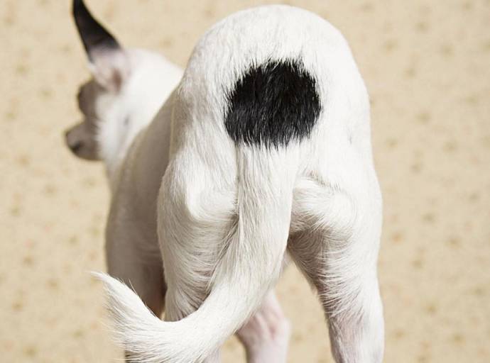 Miopatia caudale nel cane, la cosiddetta "sindrome della coda fredda" che  ne impedisce il movimento