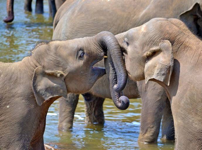 "Salviamo gli elefanti" fondamentali per l'ecosistema: ne restano solo 415mila esemplari contro i 12 milioni del secolo scorso