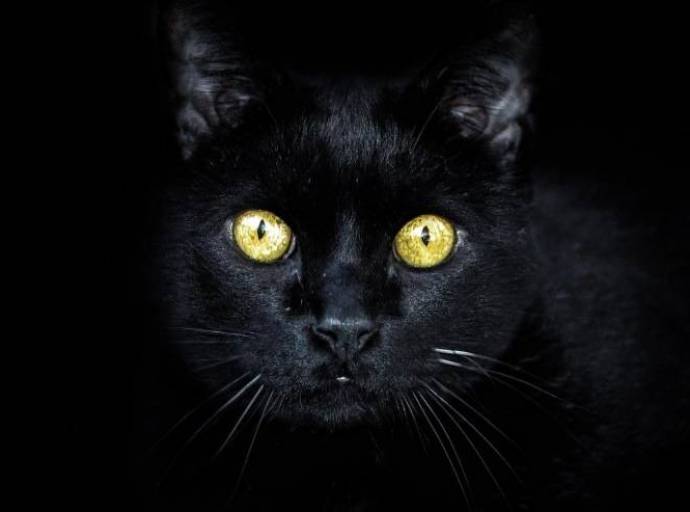 I gatti tra mitologia, superstizione e leggenda. Origini e storia dei nostri amici felini