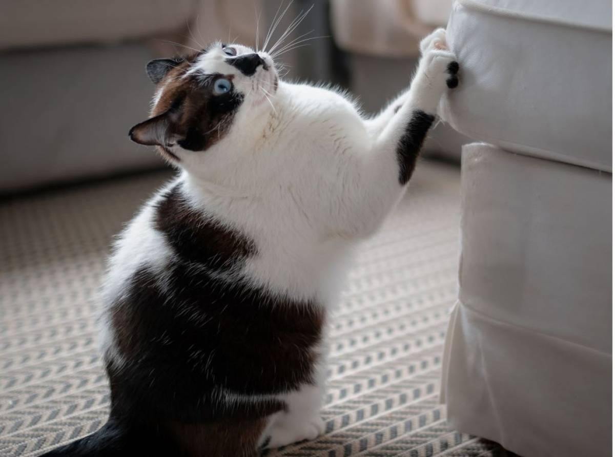 Come evitare che il gatto di casa, come un indemoniato graffi il divano? Rendendo l'ambiente cat-friendly 