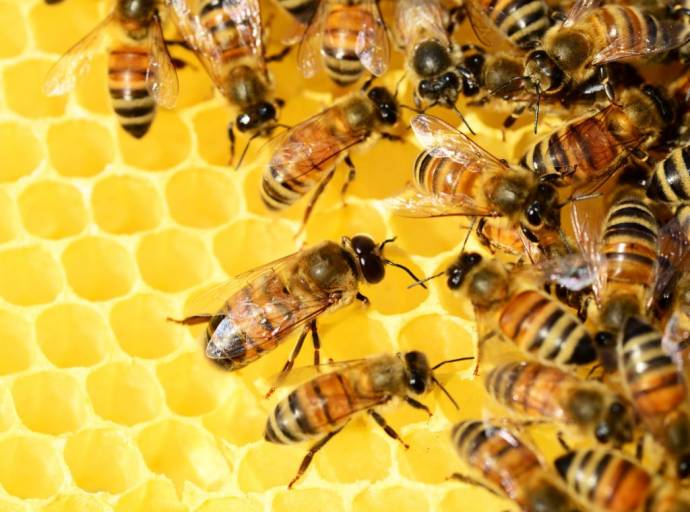 All'aeroporto di Bologna 100mila api diventano sentinelle della qualità dell'aria a difesa dell'ecosistema