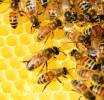 All'aeroporto di Bologna 100mila api diventano sentinelle della qualità dell'aria a difesa dell'ecosistema