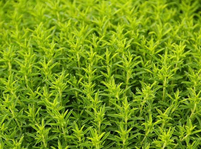 Santoreggia: l'erba pepe dall'intenso sapore e dalle proprietà antinfiammatorie che non si usa solo in cucina