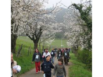 40ª Camminata enogastronomica fra i ciliegi in fiore, domenica 2 aprile, organizzata dalla Pro Loco di Pecetto
