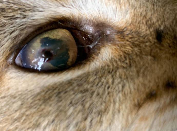 Sequestro corneale, una patologia dolorosa che colpisce soprattutto i gatti brachicefalici