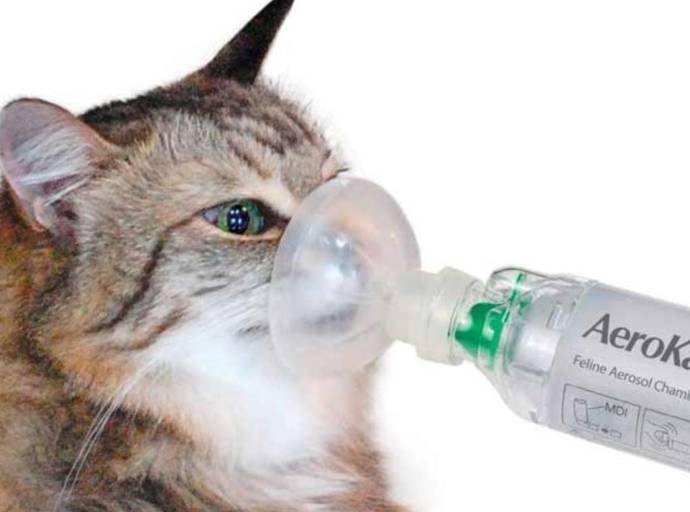 Se il gatto tossisce e ha conati di vomito, potrebbe presentare i sintomi dell'asma felina