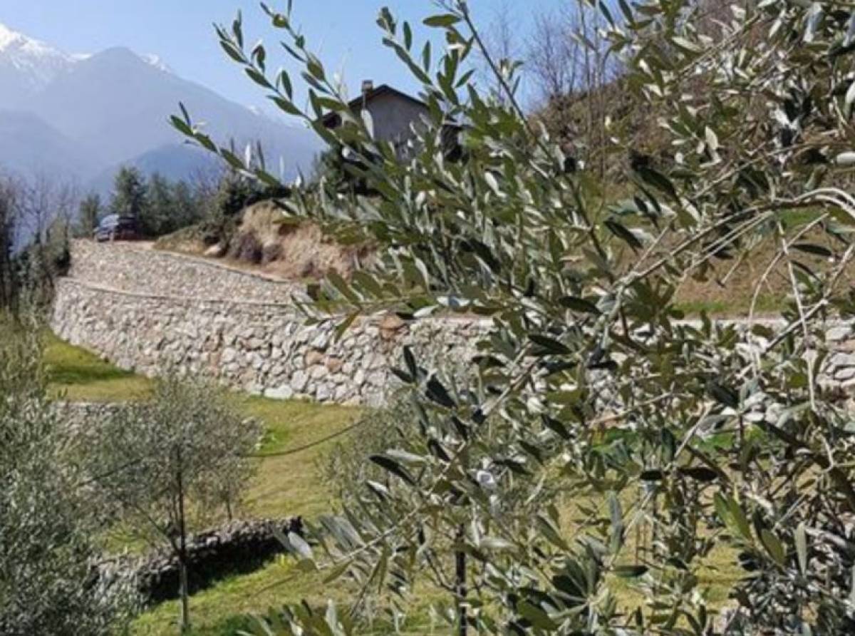 Borgone, sagra dell'olio Valsusa, per valorizzare l'olivocultura alpina, divenuta, da qualche anno, realtà