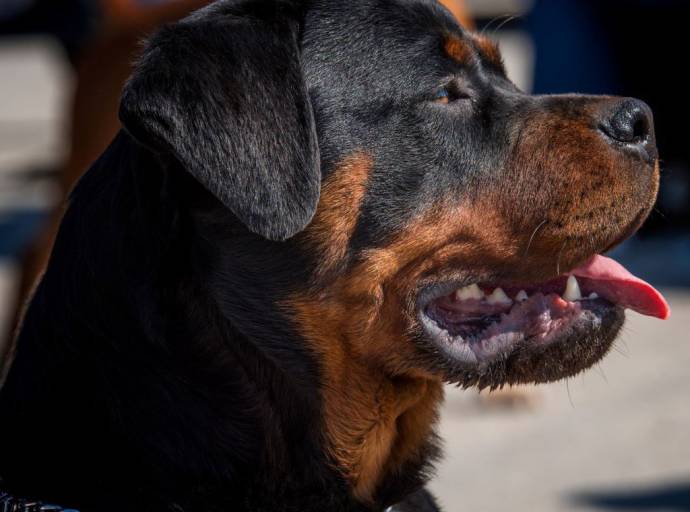 Sindrome di Wobbler, la patologia neurologica che colpisce soprattutto i cani di taglia grossa o gigante