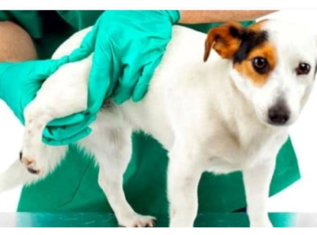 Displasia del gomito nel cane, una patologia ereditaria invalidante presente fin dalla nascita