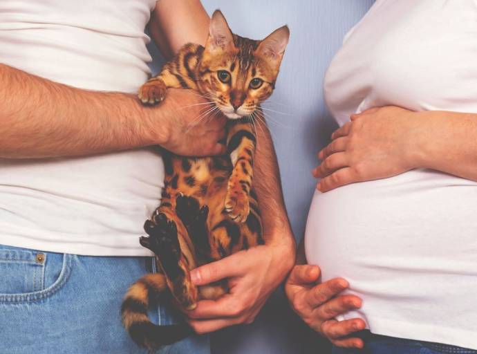 Toxoplasmosi: come difendersi durante la gravidanza. Senza dover allontanare i propri amici a quattro zampe