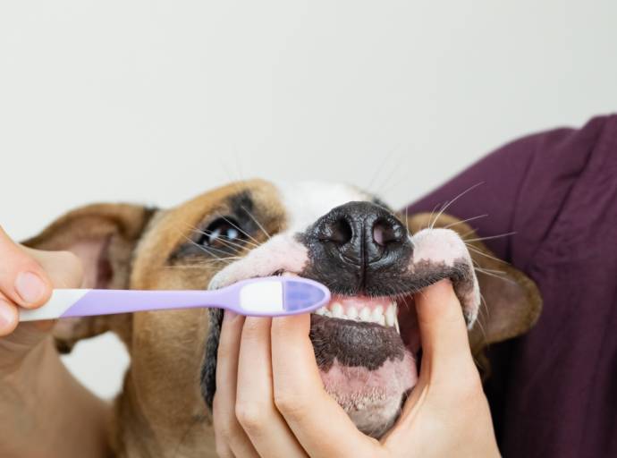 È importante una buona igiene orale per cani e gatti. Utili consigli per il benessere dei nostri amici a quattro zampe