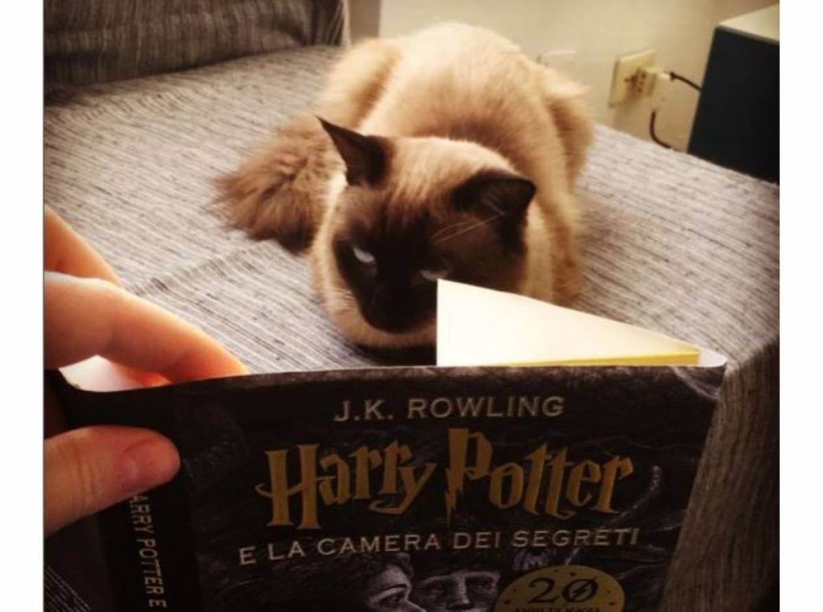 International Cat Day, oggi è la giornata internazionale del gatto, per sensibilizzare contro gli abbandoni estivi