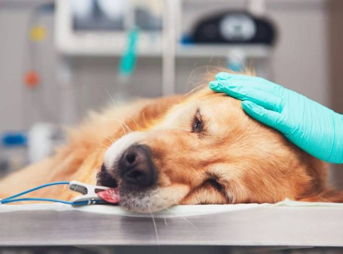 L’anestesia negli animali: rischi e precauzioni. Deve essere eseguita correttamente