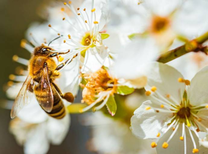 A Robassomero arriva il "giardino delle api". Obiettivo? Salvaguardare gli insetti impollinatori