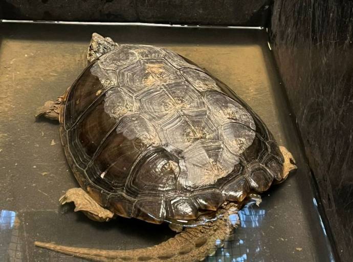 Recuperata dai tecnici del Canc, una tartaruga azzannatrice nel giardino di un maneggio a Gassino