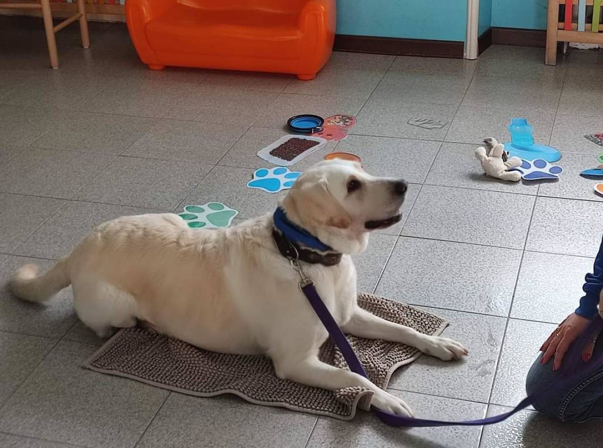 Pet therapy in biblioteca per i più piccoli. Per imparare rispetto, cura e responsabilità verso i cani