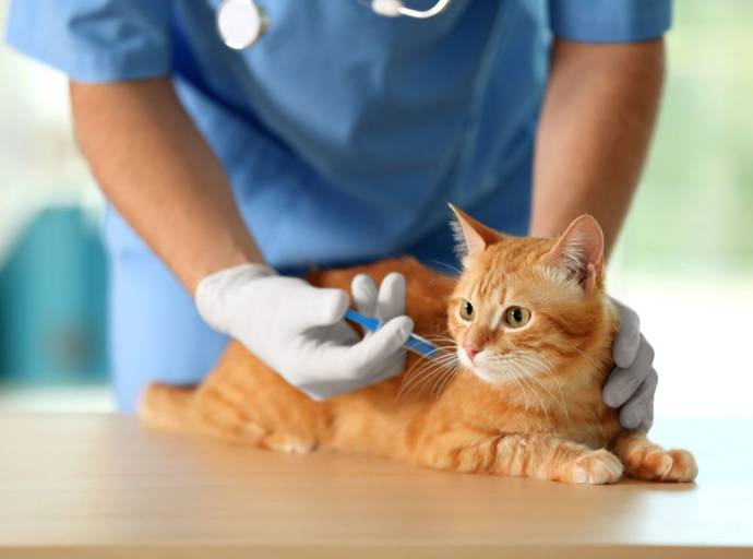 Visita dal veterinario: istruzioni per l'uso per evitare ansia e stress all'animale e rendere questo passaggio più sereno