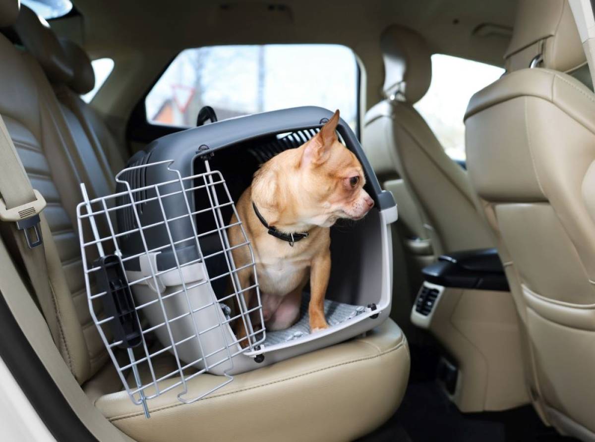 Animali in auto: come trasportare cani e gatti. Regole e consigli per muoversi in sicurezza 