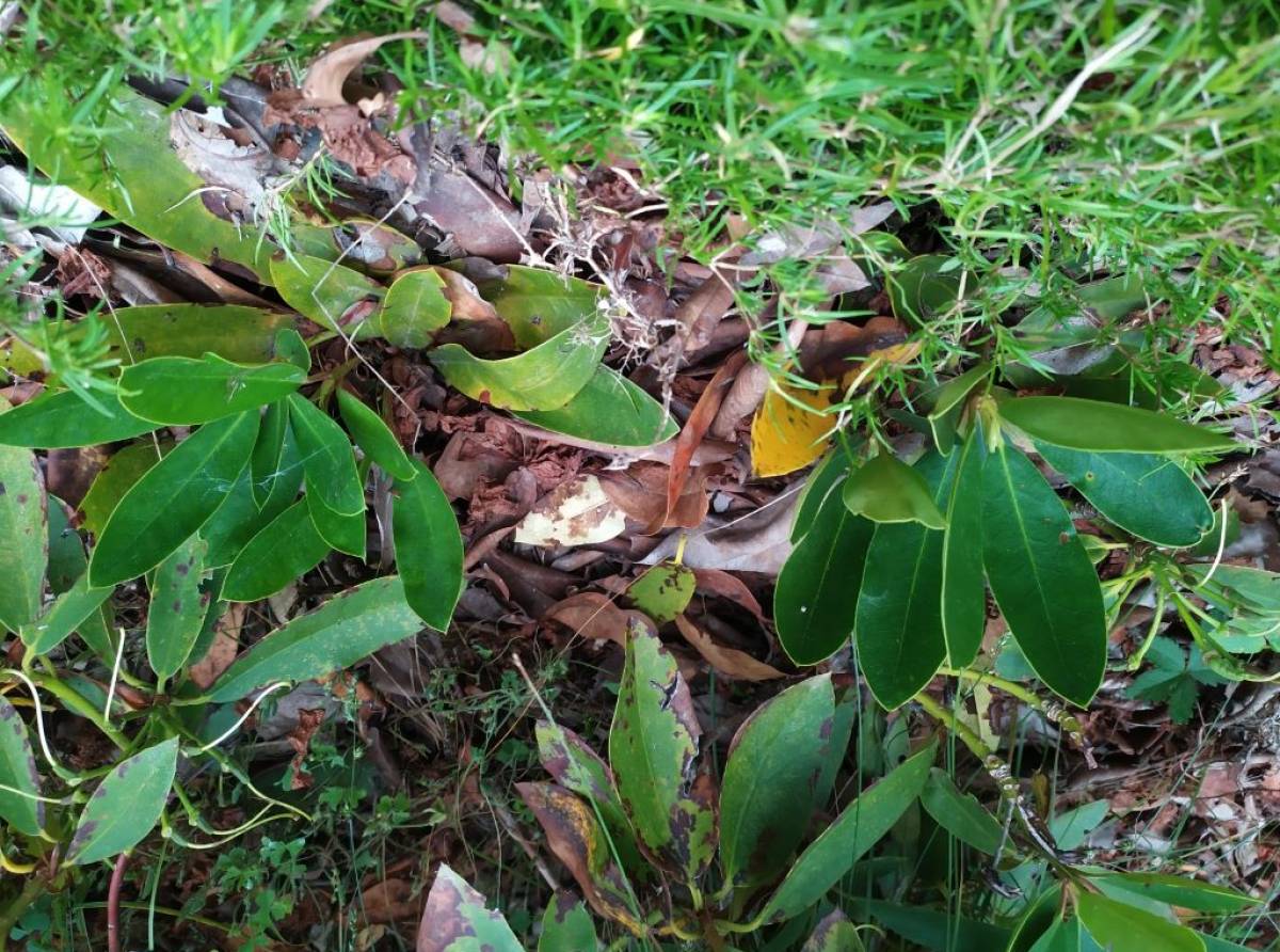 La riproduzione in natura ci invita alla pazienza. Le tecniche: semina, talea, margotta, propaggine