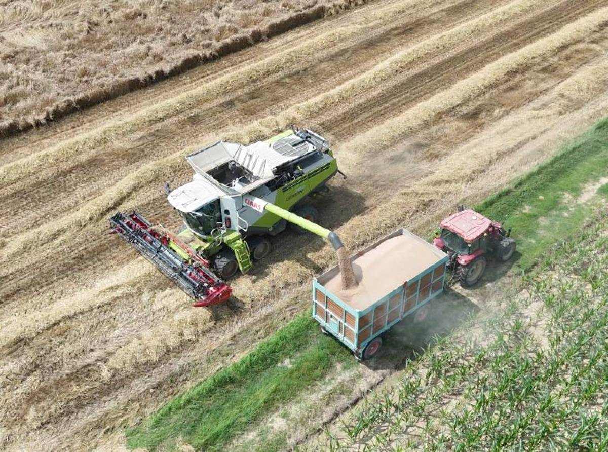 Iniziata nel Torinese la trebbiatura del grano, ma il maltempo di giugno causa la perdita del 20% del raccolto