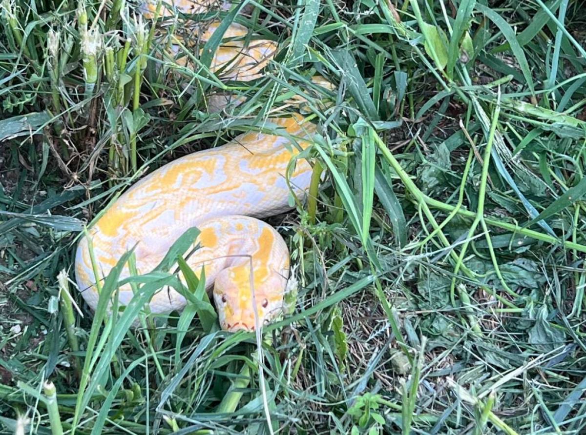 Recuperato in un campo di mais a Vinovo un pitone reticolato albino di 3,5 metri e 16 kg di peso. Ora è affidato al Canc