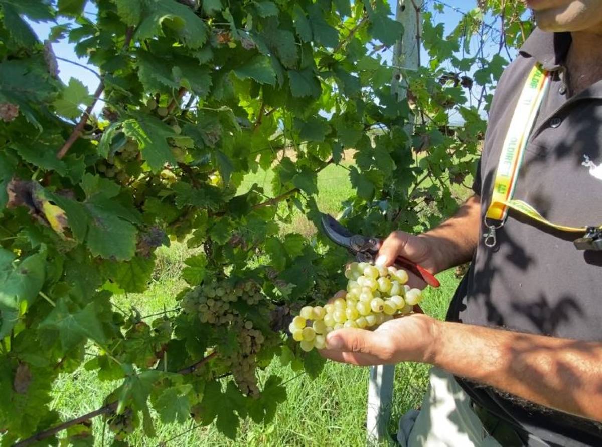 Tempo di vendemmia, ma nel torinese e canavese crolla la produzione a causa del cambiamento climatico