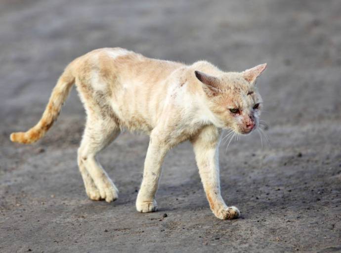 FIP, la patologia felina da coronavirus che nei casi più gravi può perfino portare alla morte del gatto