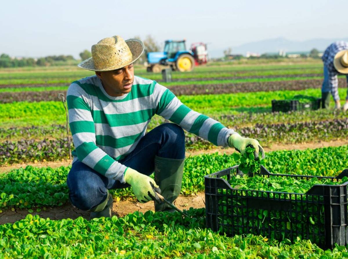 Rinnovo del contratto provinciale di lavoro degli operai agricoli. Raggiunto l'accordo tra le parti