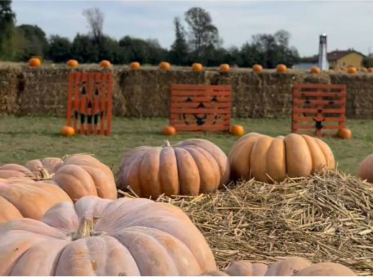 Villaggio della zucca, il primo parco a tema a Favria Canavese tra percorsi, giochi e laboratori. Per un Halloween speciale