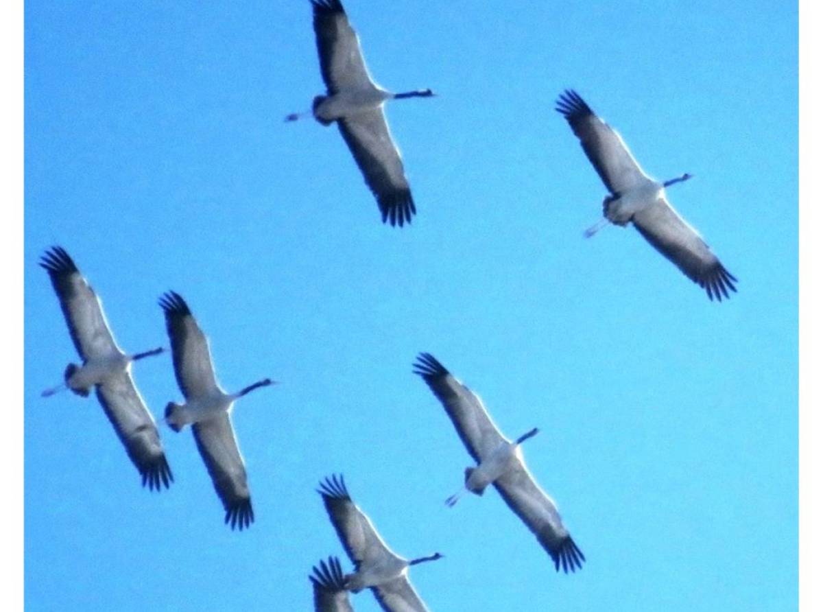 L'affascinante sorvolo delle gru cenerine per un saluto a Torino e provincia. Uno spettacolo della natura