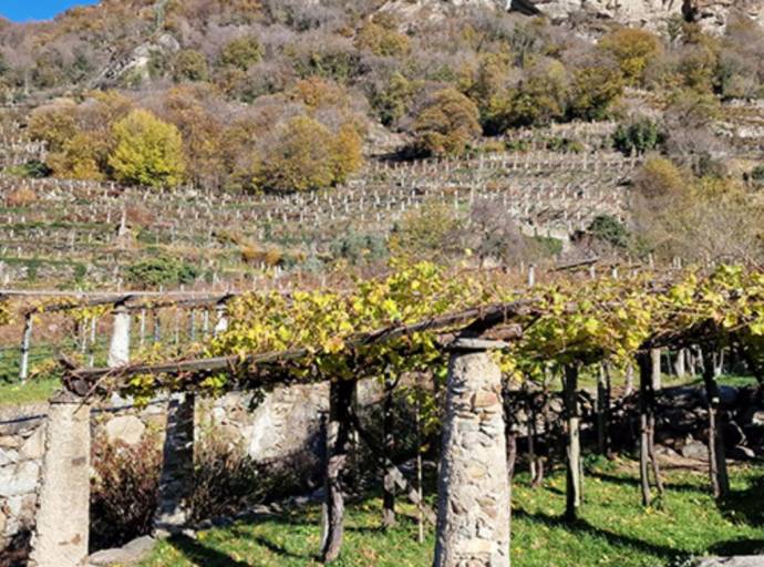 Vigneti eroici canvesani nel registro nazionale dei paesaggi rurali di interesse storico. Coldiretti invoca misure per sostenere la viticultura alpina