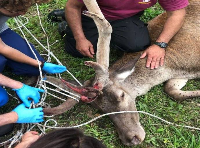 Duecentottanta, nel 2024, gli interventi per il salvataggio di animali selvatici. Città metropolitana rinnova la convenzione con il CANC