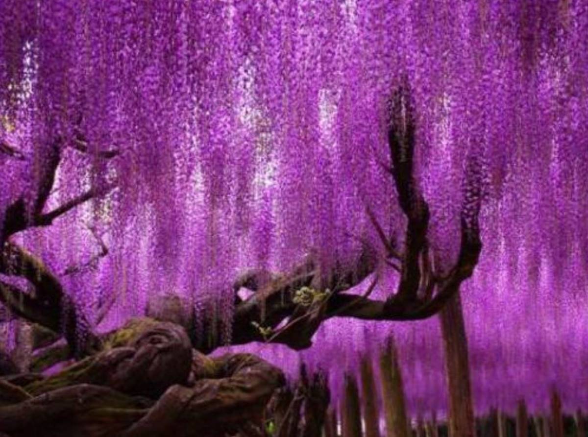 Muro di glicine. Restare fermi per cercare pace: il viaggio interiore tra rabbia, sogni e silenzi