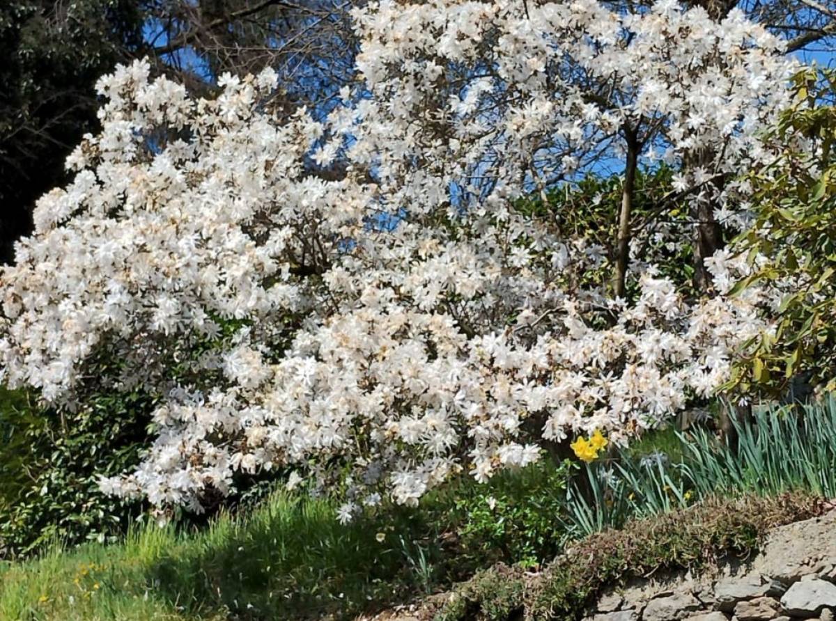 La magia dei giardini bianchi: quando la luce dei fiori diventa emozione, simbolo di purezza e promessa di un nuovo inizio