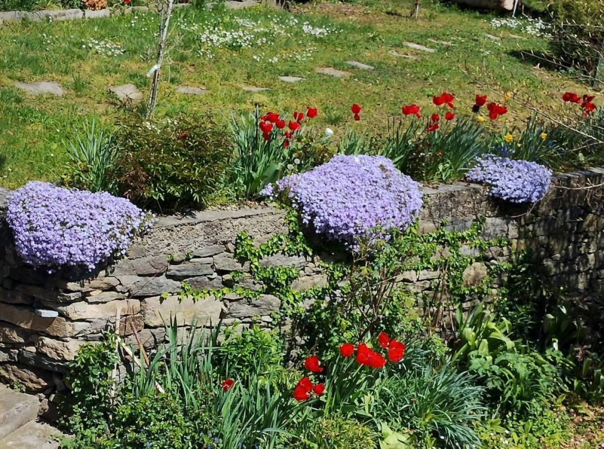 Phlox subulata, il tappeto fiorito di primavera: una pianta facile, resistente e spettacolare per giardini rocciosi e balconi
