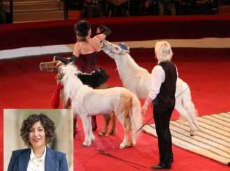 Circhi senza animali, il Consiglio regionale approva l’atto M5S: la Giunta dovrà sollecitare il Governo e promuovere spettacoli più etici 