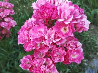 Rosa Gallica: il profumo del passato che rifiorisce nel presente. Viaggio nel tempo con la Gallica Officinalis tra storia e leggenda