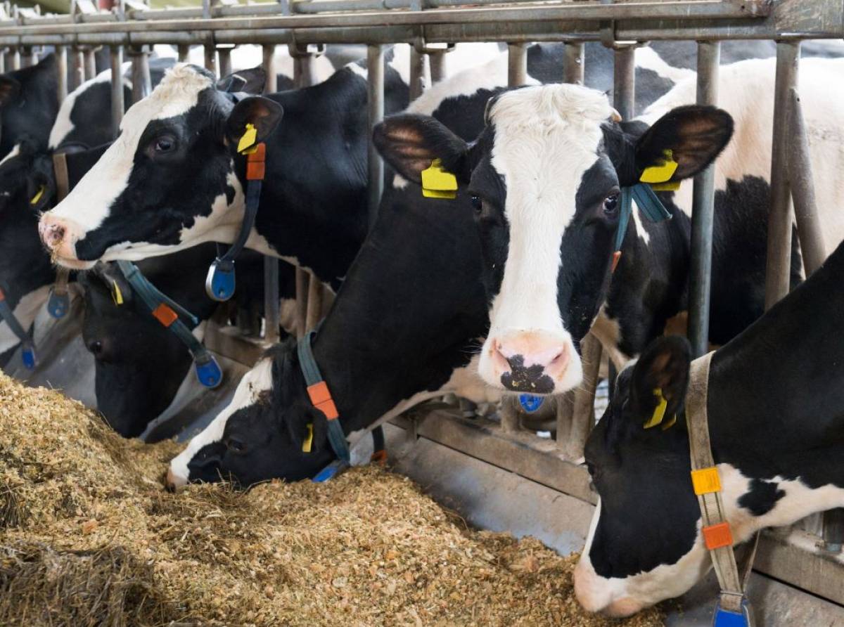 Caldo estremo e mucche in sofferenza: nelle stalle del Torinese scatta il piano anti-afa tra tecnologia, benessere animale e costi in salita