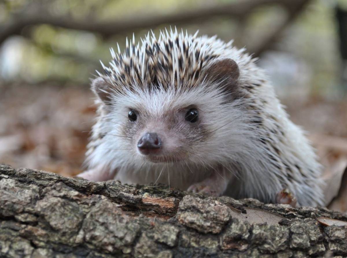 Il riccio: un animale... spinoso, ma curioso e simpatico. Speciale per la sua incredibile mossa difensiva
