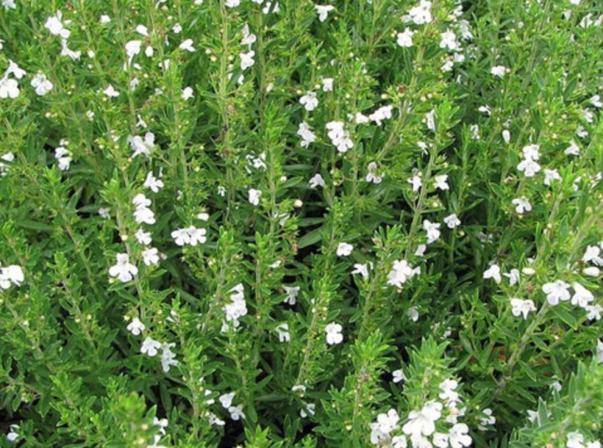 Santoreggia: l'erba pepe dall'intenso sapore e dalle proprietà antinfiammatorie che non si usa solo in cucina