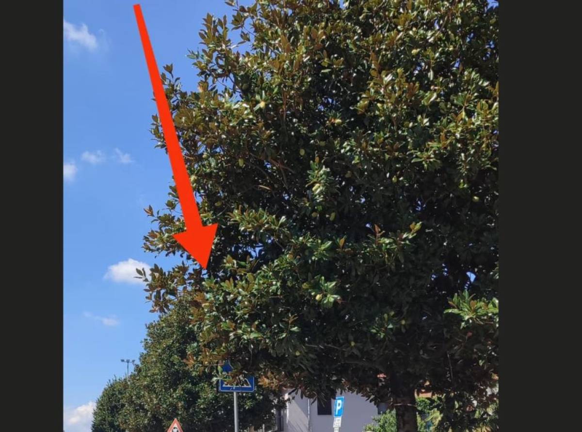 Cartelli stradali coperti dalla vegetazione e città soffocata dall’incuria? Il j'accuse di Uniti per cambiare Borgaro e chi dovrebbe controllare fa orecchie da mercante