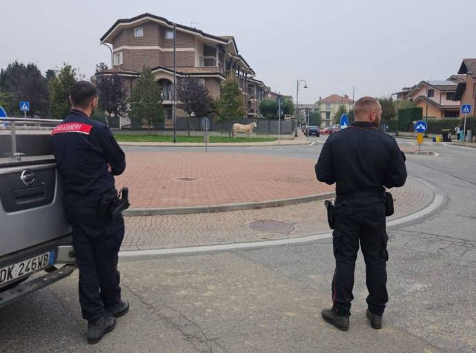 Dal presunto terrore alla tenerezza collettiva: come il toro di Leini ha conquistato i cuori e messo in crisi le cronache